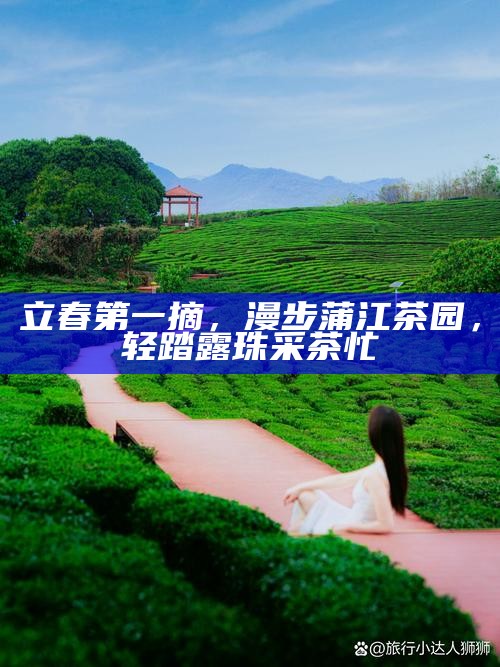 立春第一摘,漫步蒲江茶园,轻踏露珠采茶忙